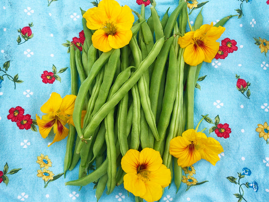 Super Productive Green Pole Bean Seeds