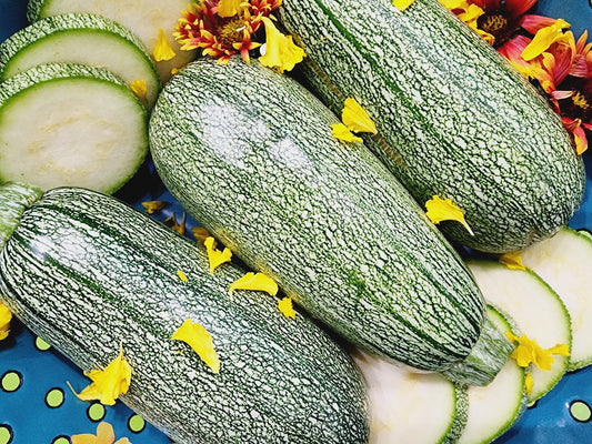 Grey Zucchini