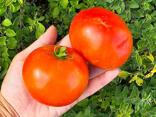 Homestead Heat Tolerant Tomato Seeds