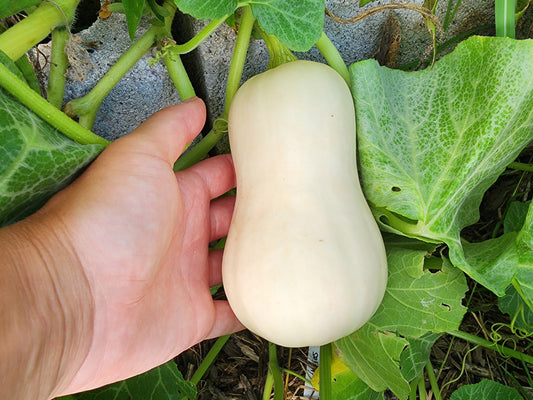 Honeynut Mini Butternut Winter Squash Seeds