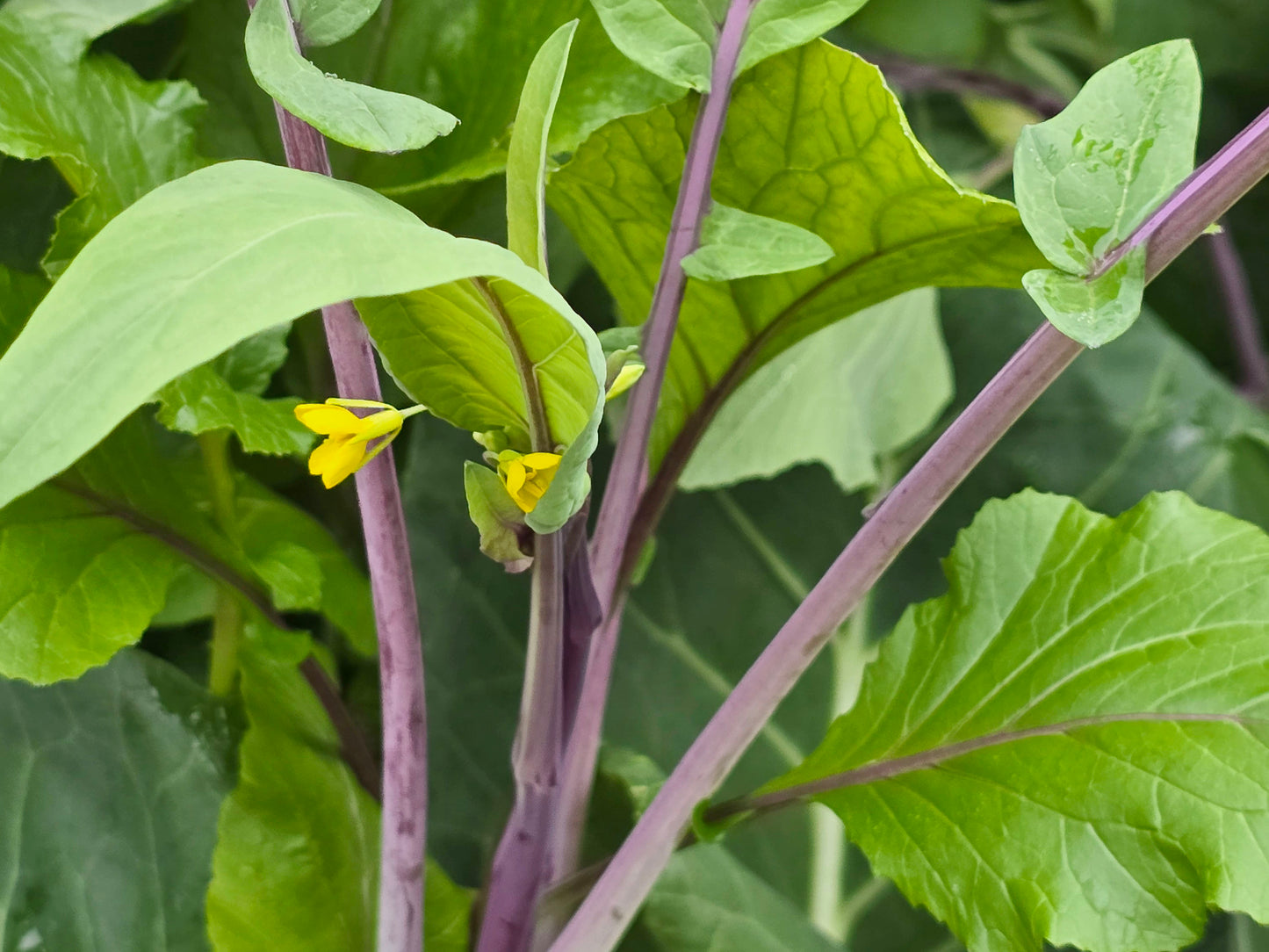 Hon Tsai Tai Flowering Purple Cabbage Seeds