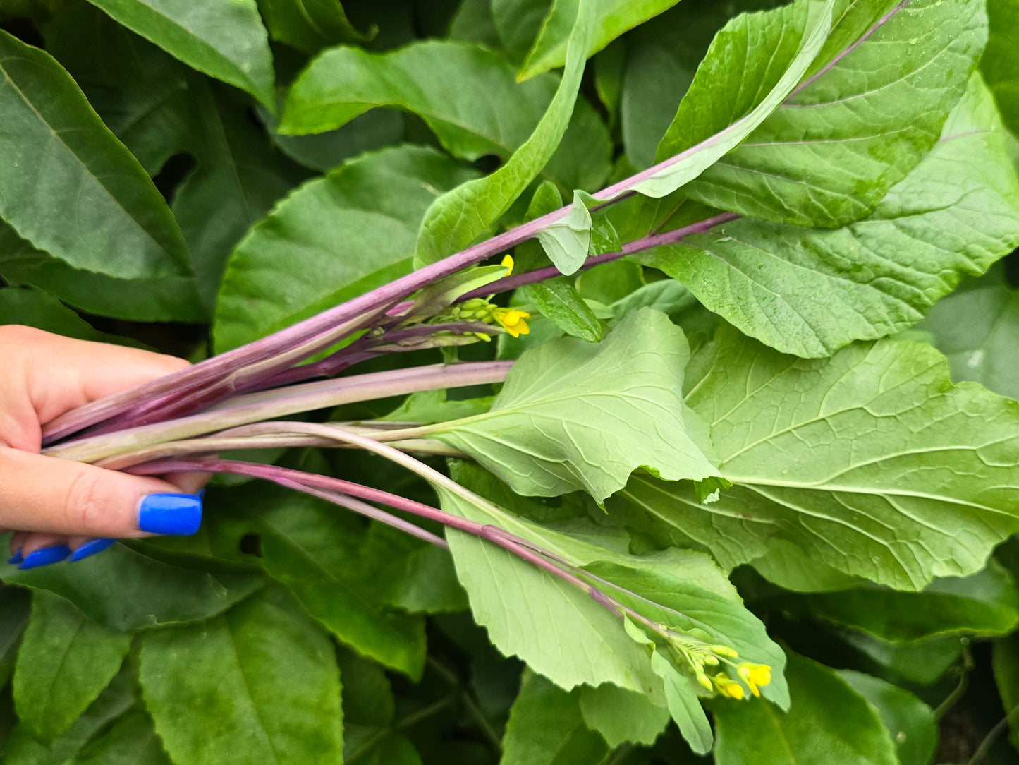 Hon Tsai Tai Flowering Purple Cabbage Seeds