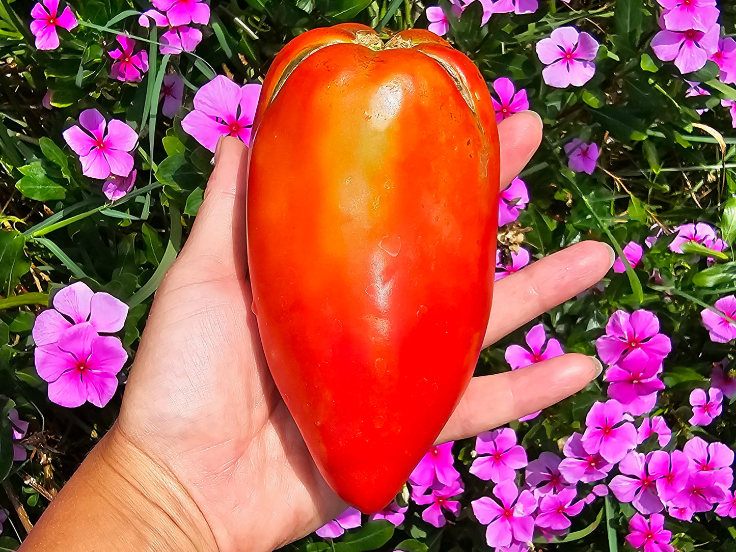 Jersey Giant Heirloom Tomato Seeds