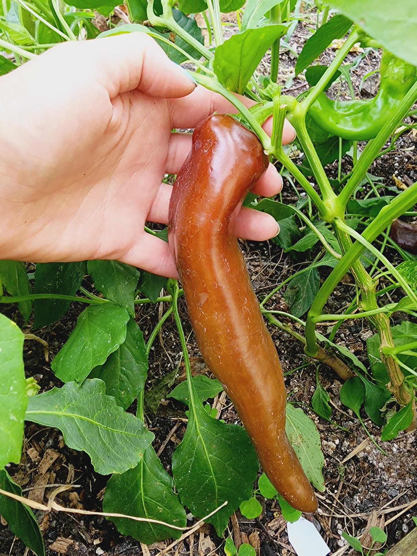 Jumbo Chocolate Sweet Pepper