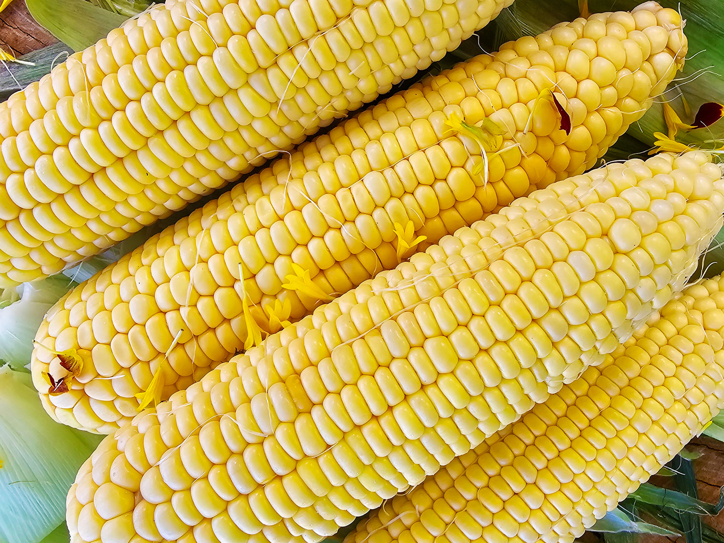 Kandy Korn Extra Sweet Corn Seeds