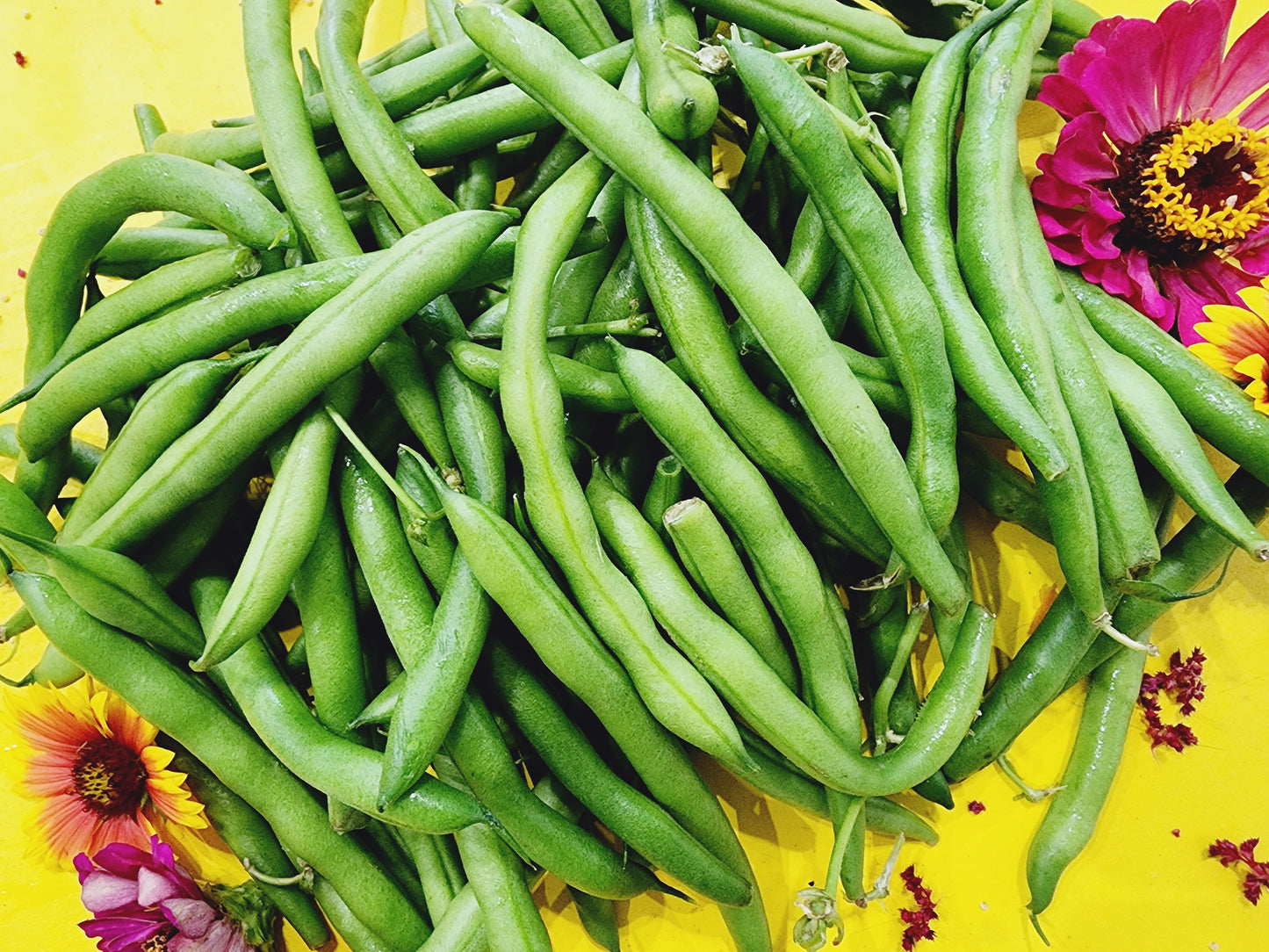 Kentucky Blue Pole Bean Seeds