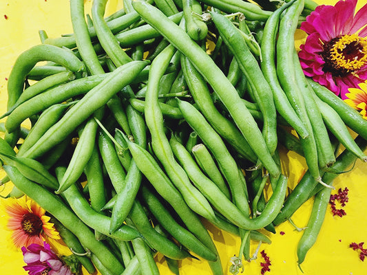 Kentucky Blue Pole Bean Seeds