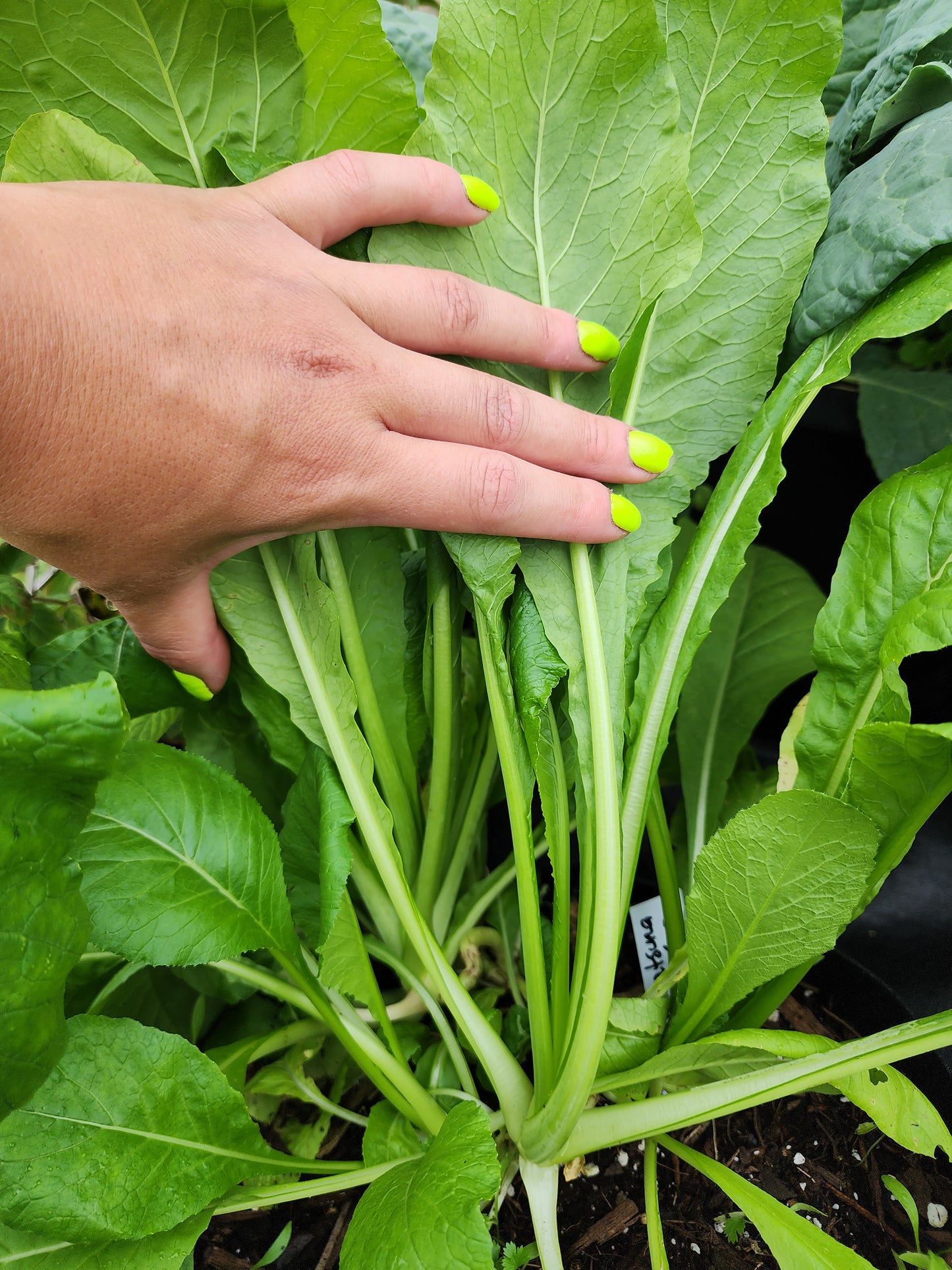 Komatsuna Mustard Greens Seeds