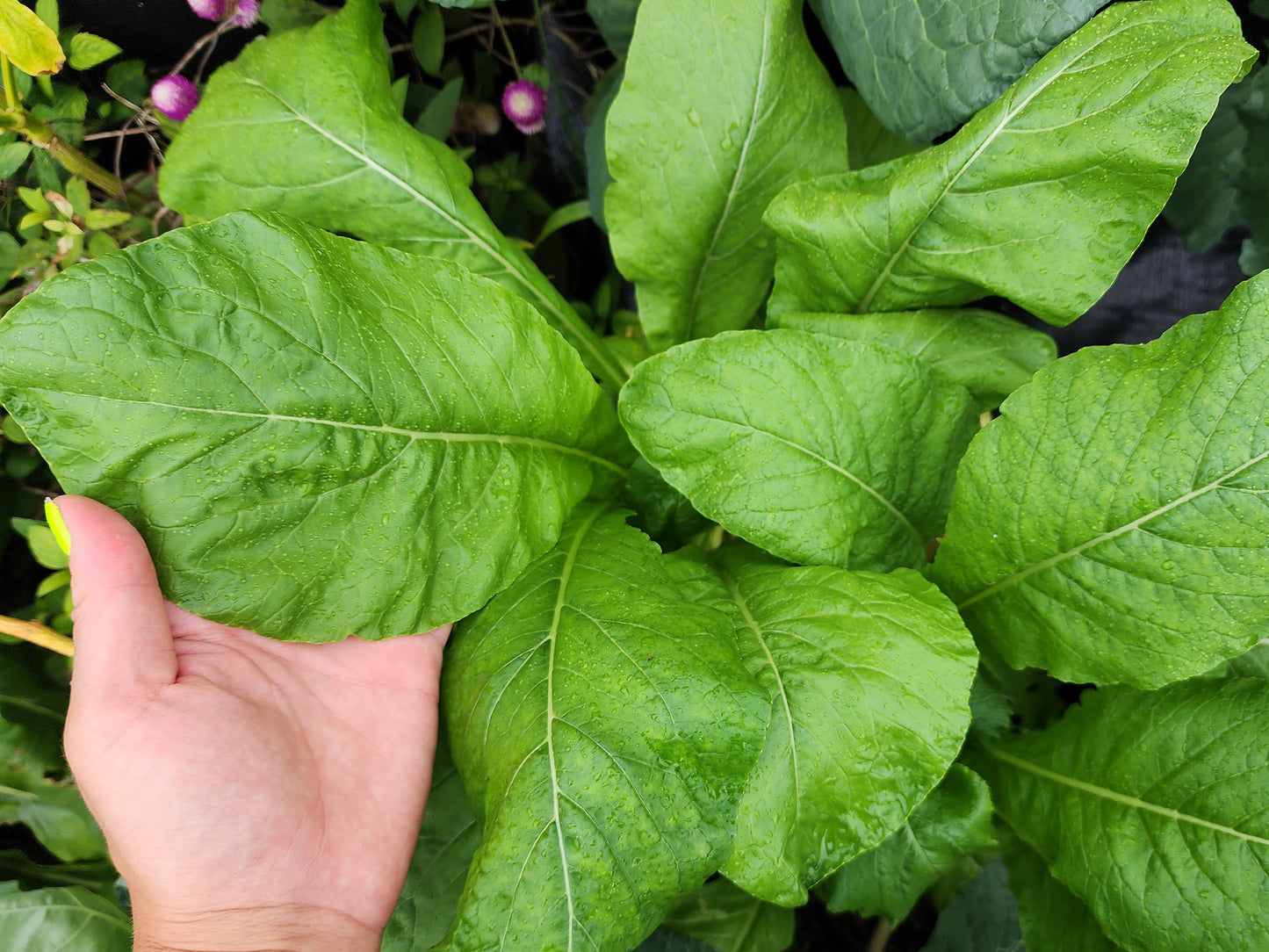 Komatsuna Mustard Greens Seeds