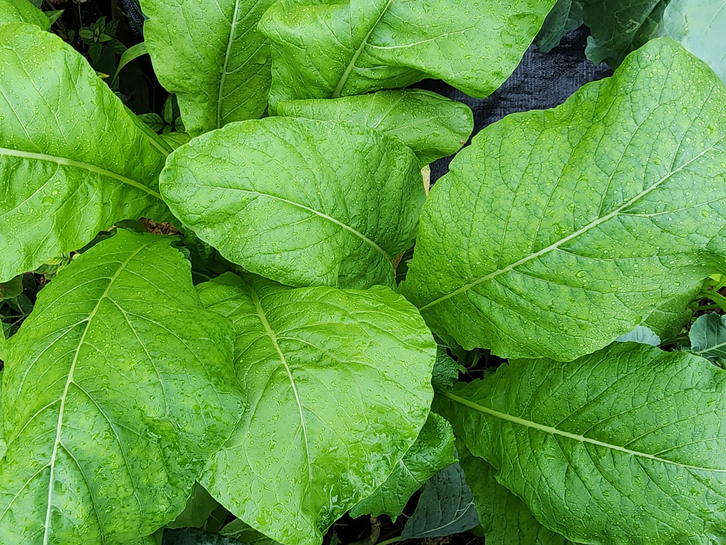 Komatsuna Mustard Greens Seeds