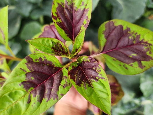 Lagos Spinach LIVE plant