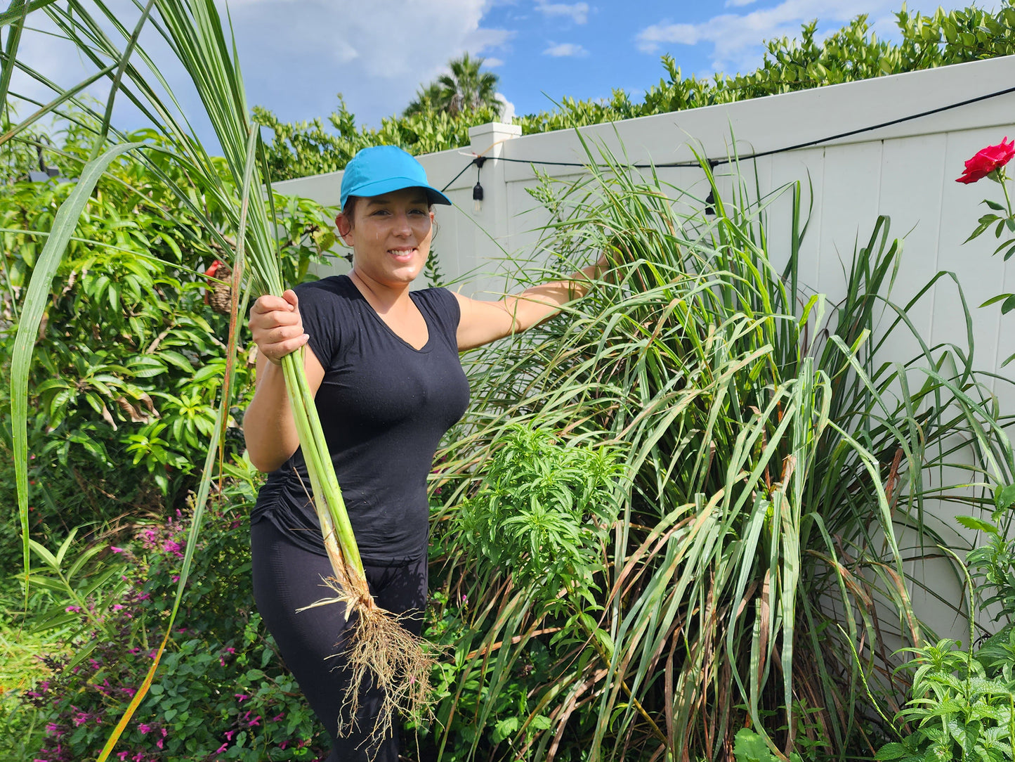 Lemongrass LIVE Perennial Herb Plant