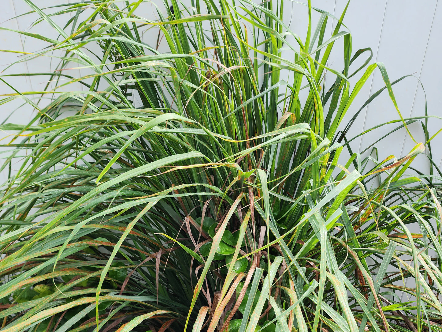 Lemongrass LIVE Perennial Herb Plant