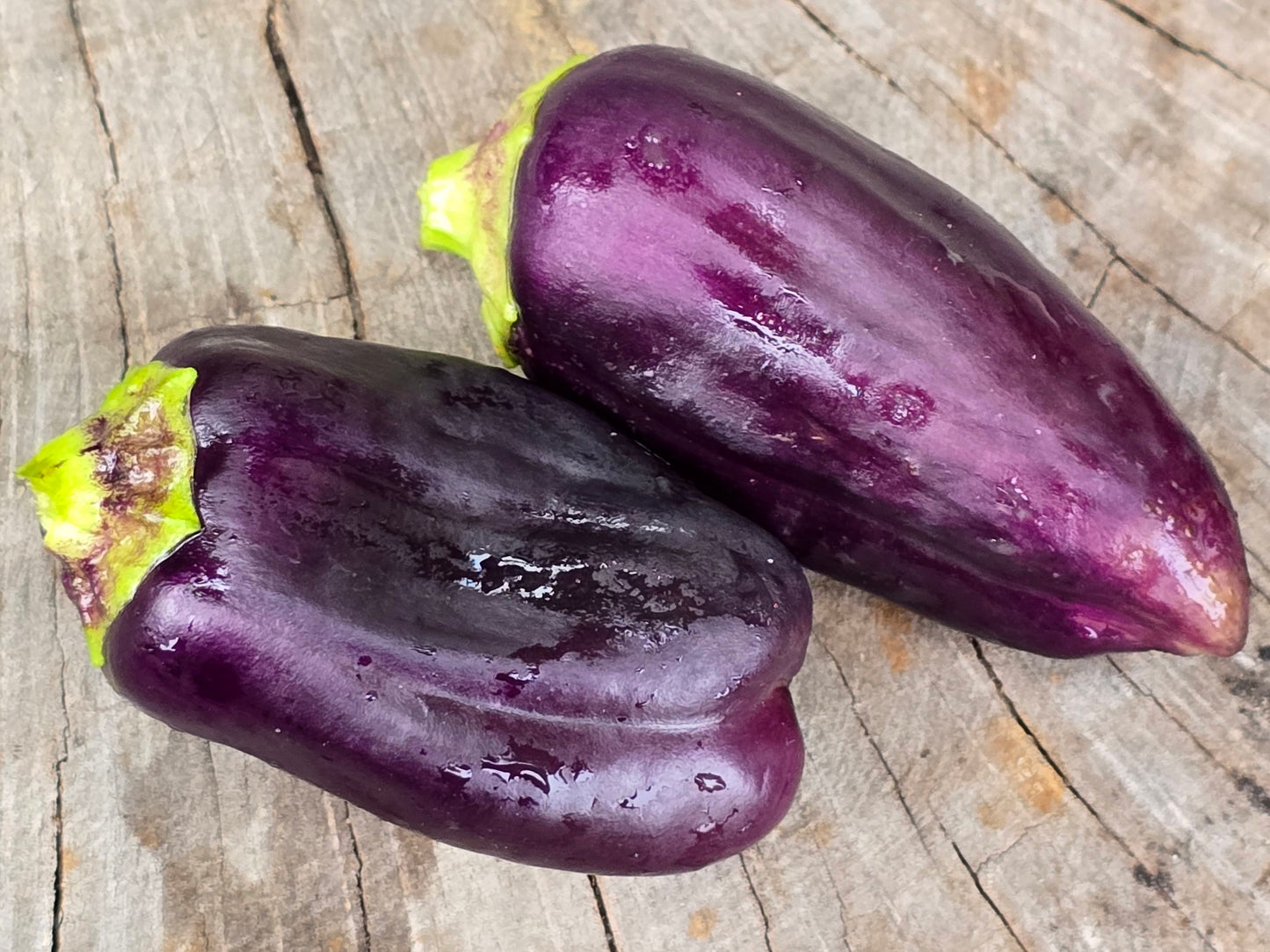 Lilac Bell Sweet Bell Pepper Seeds