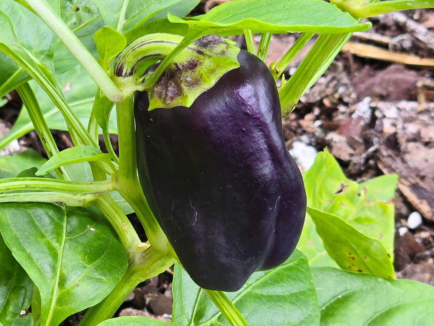 Lilac Bell Sweet Bell Pepper Seeds