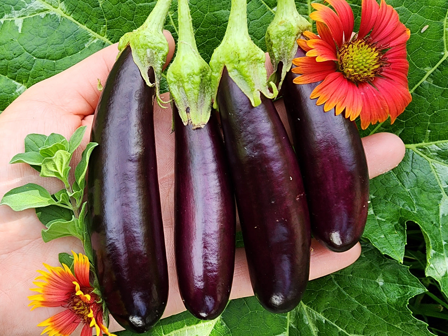 Little Fingers Eggplant