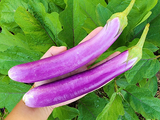 Long Ping Tung Eggplant