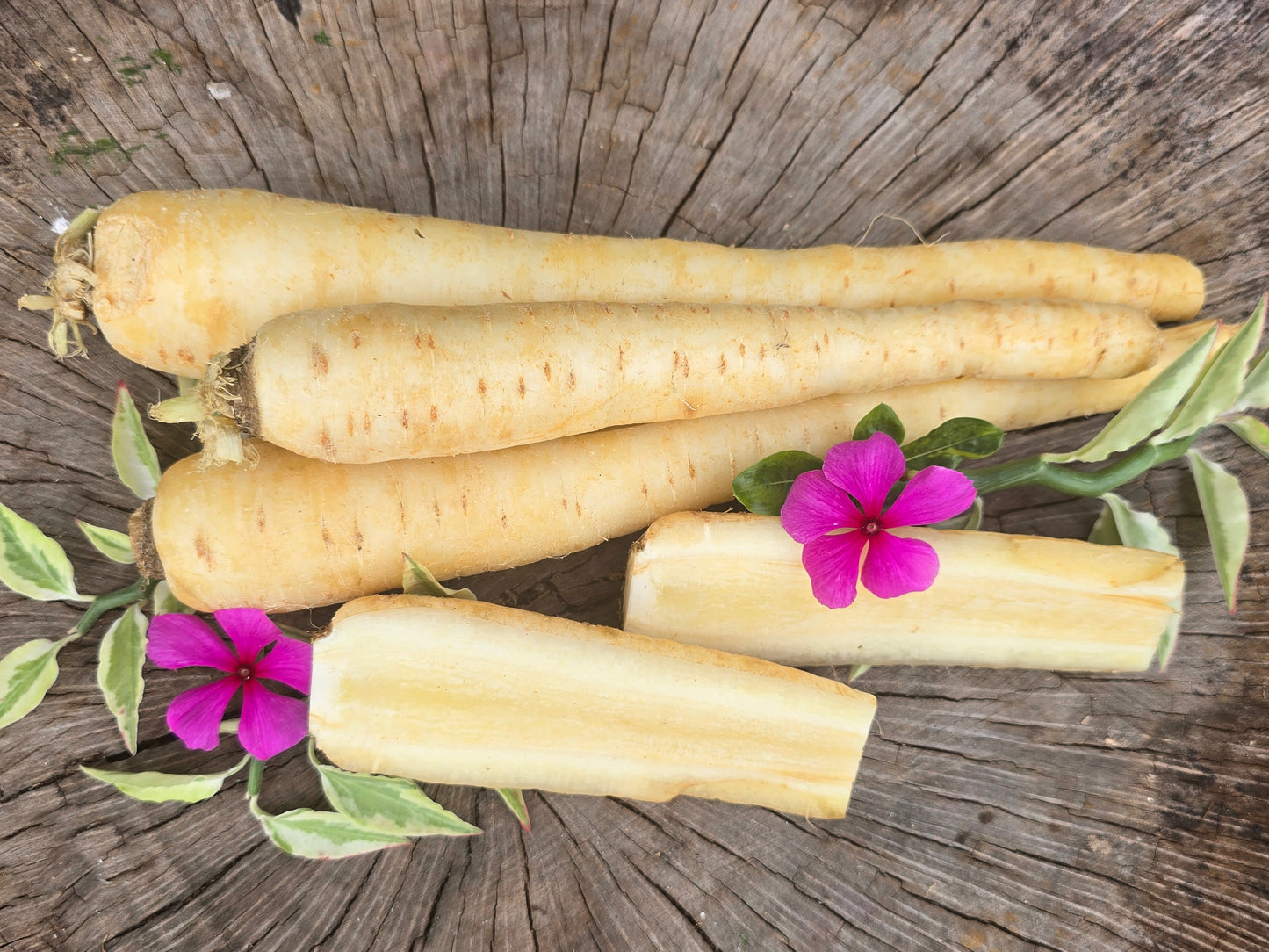 Lunar White Carrot Seeds