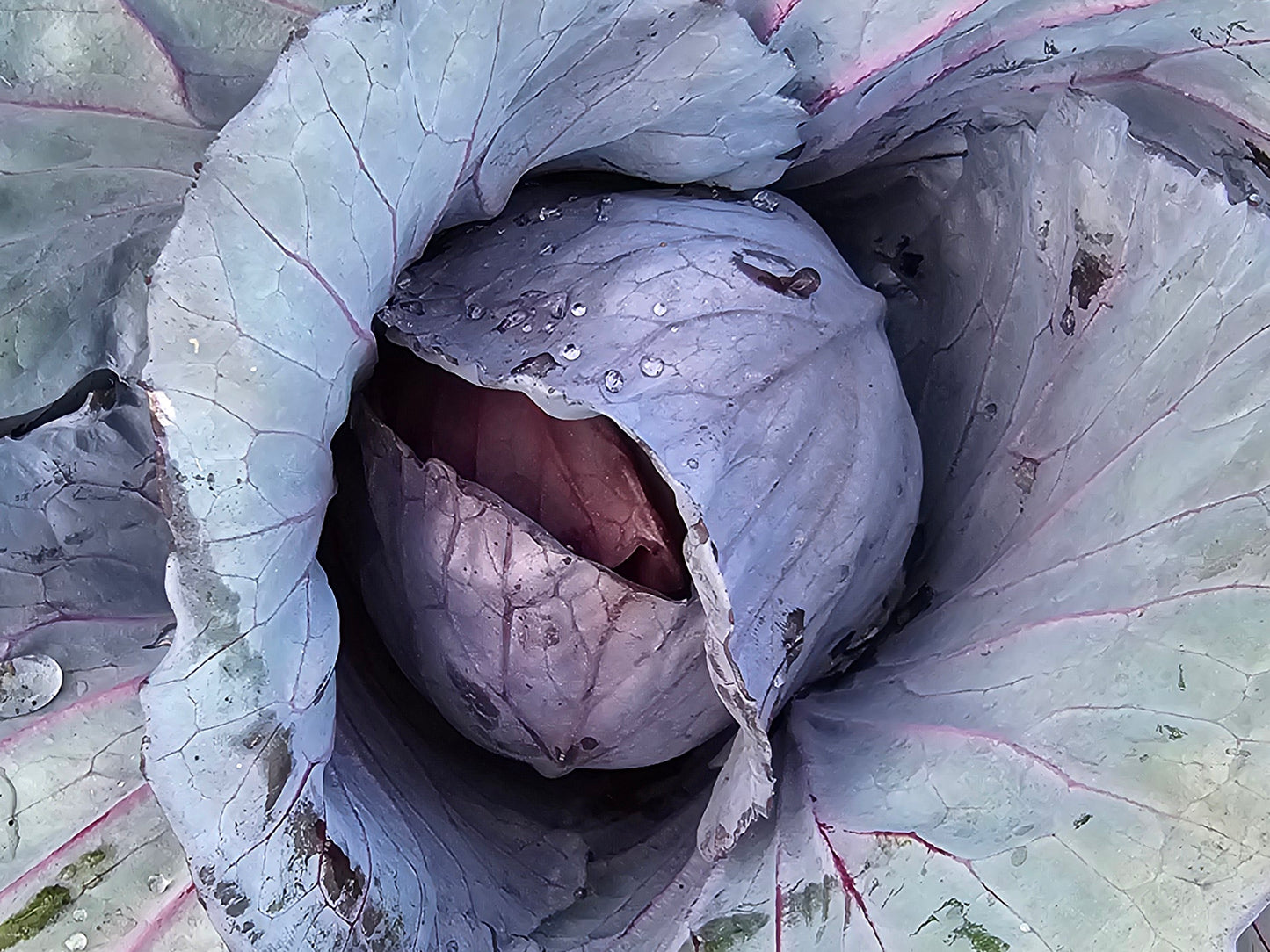 Mammoth Red Rock Red Cabbage