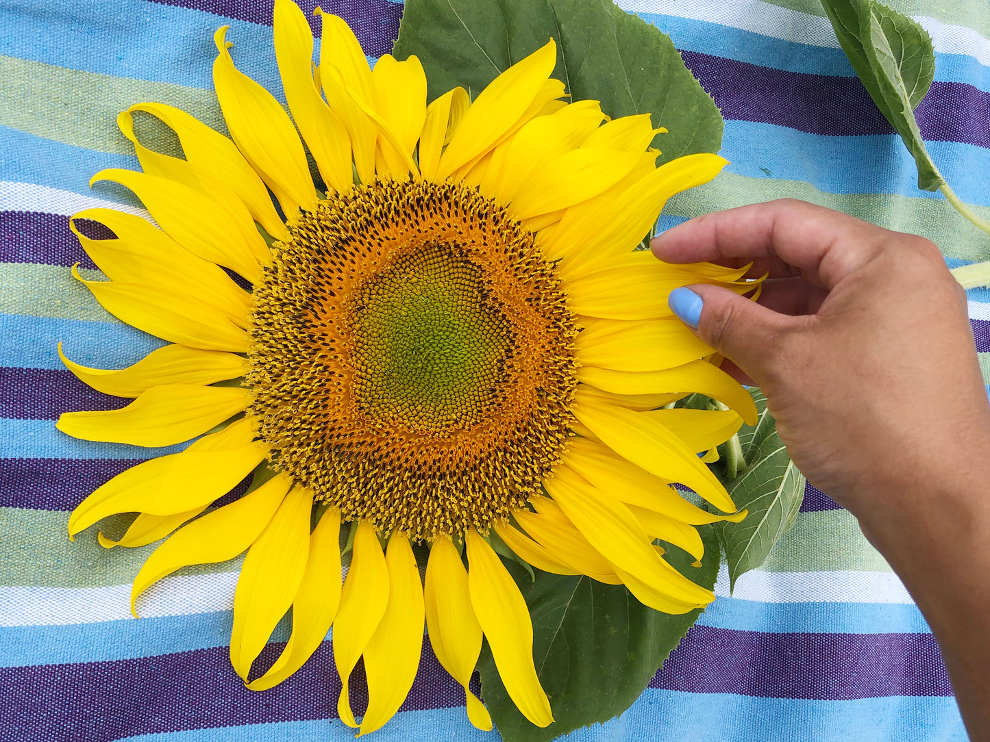 Sunflower Garden Heirloom Seed Collection Gift Set