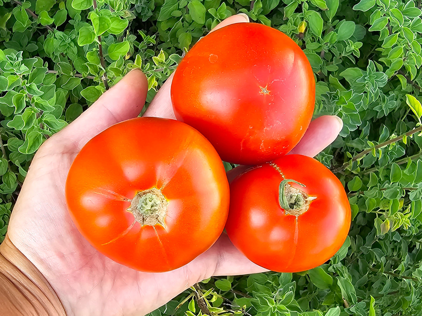 Marglobe Heat Tolerant Tomato Seeds