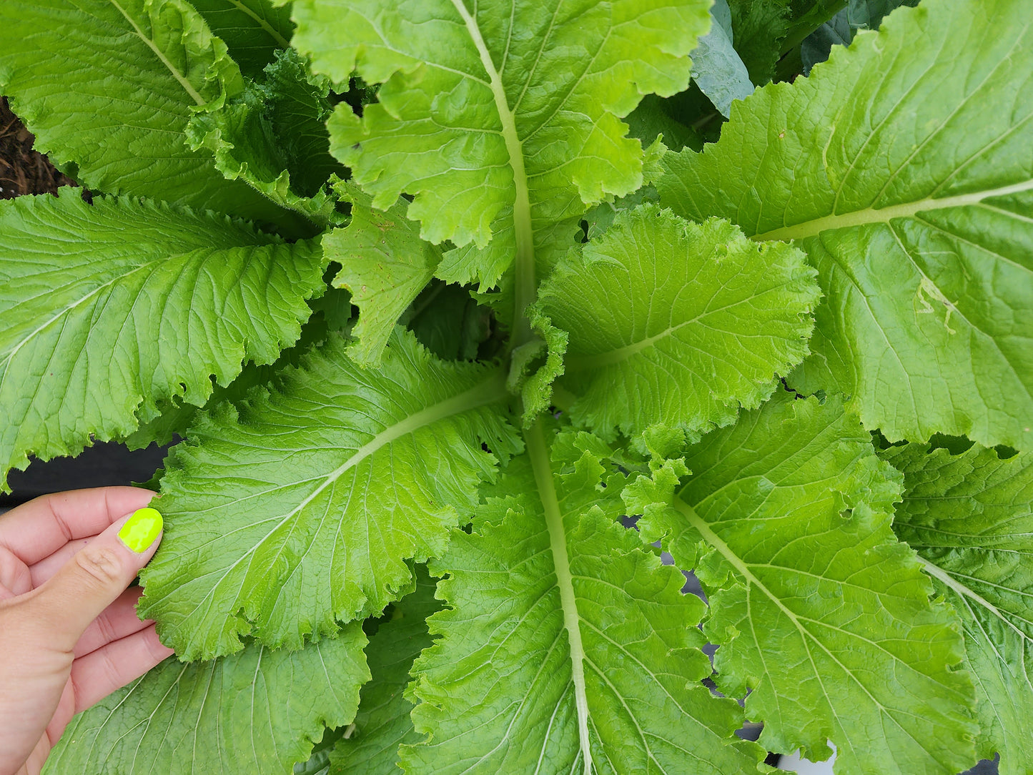 Michihili Napa Cabbage Seeds