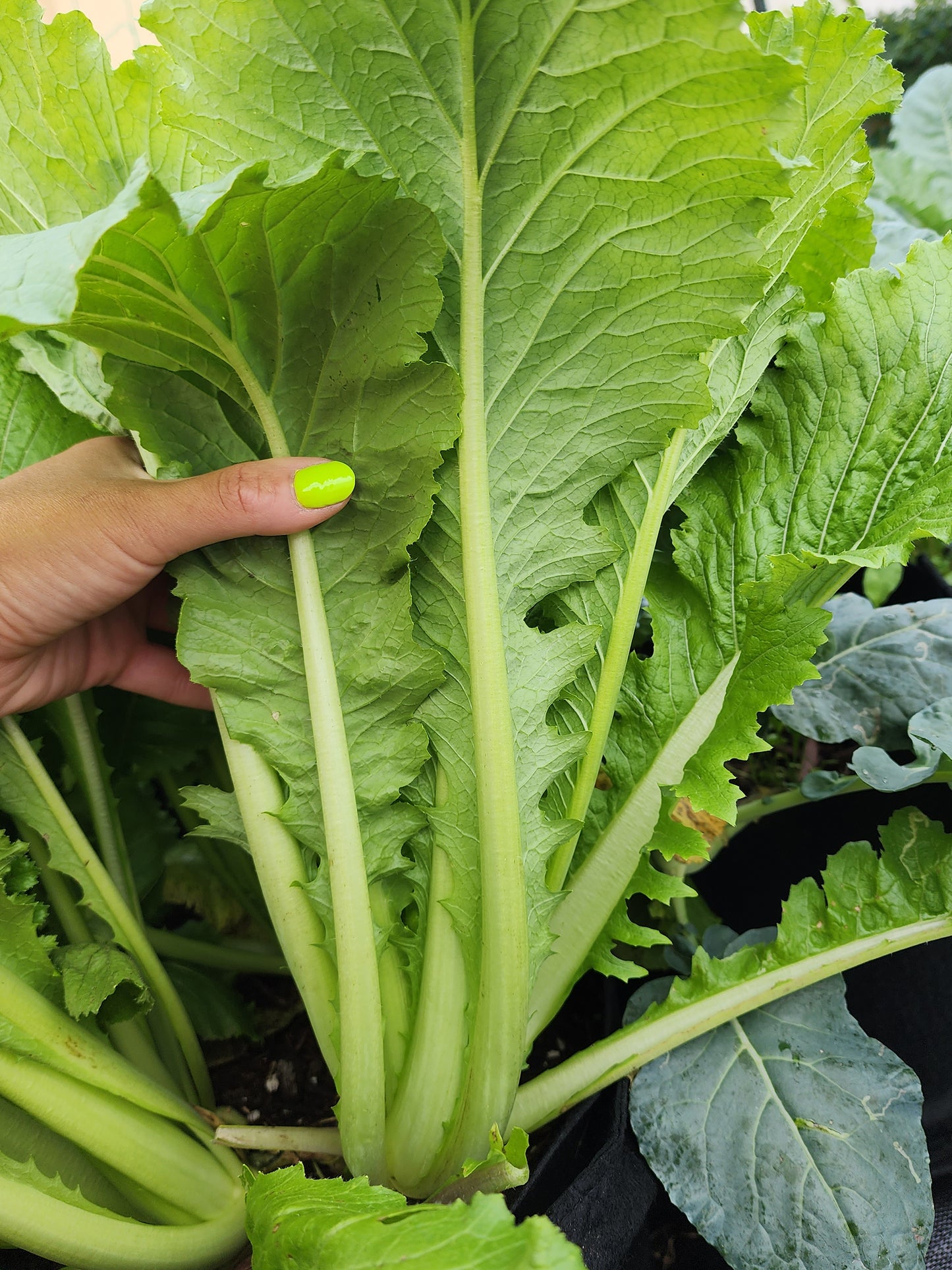 Michihili Napa Cabbage Seeds