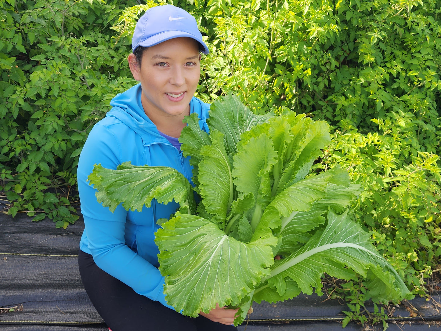 Michihili Napa Cabbage Seeds