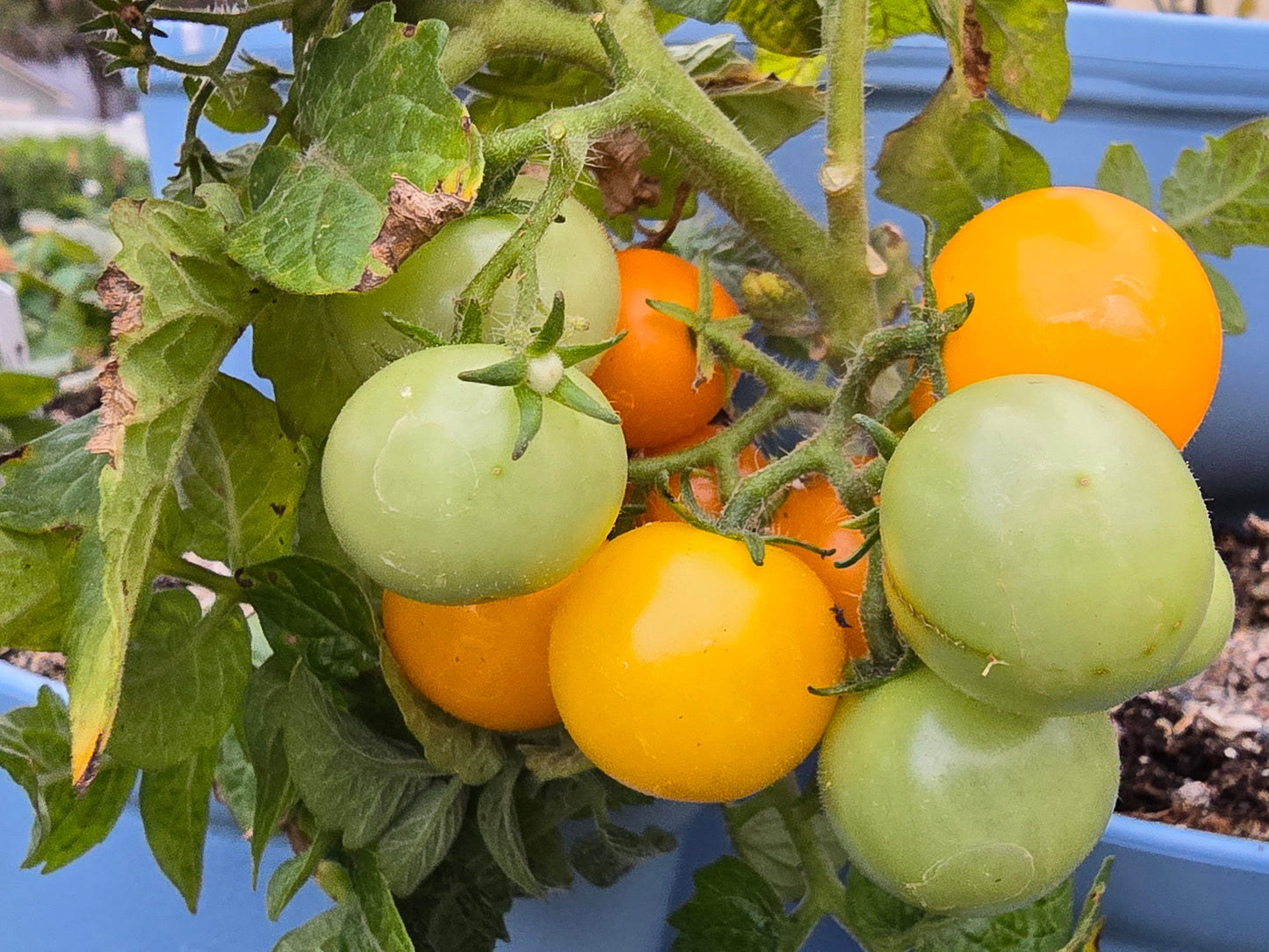 Orange Hat Micro Dwarf Cherry Tomato Seeds