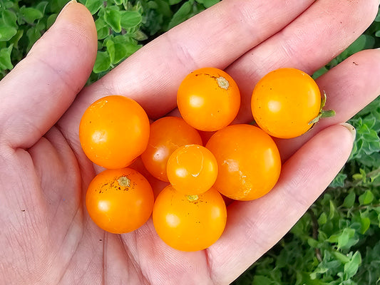 Orange Hat Micro Dwarf Cherry Tomato Seeds