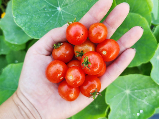 Tiny Tim Micro Dwarf Cherry Tomato Seeds