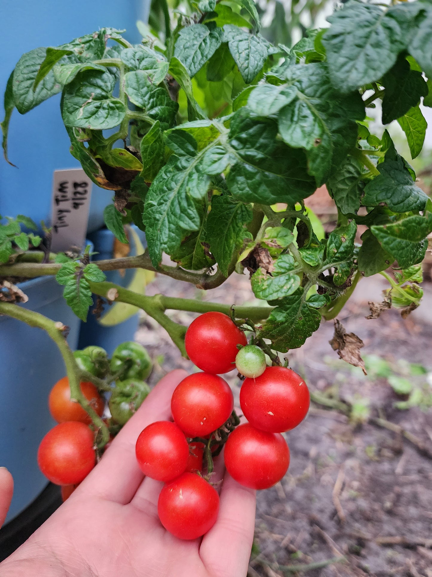 Tiny Tim Micro Dwarf Cherry Tomato Seeds