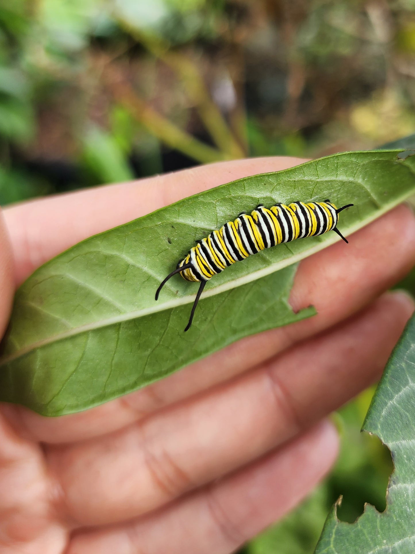 Asclepias Tropical Milkweed Seeds