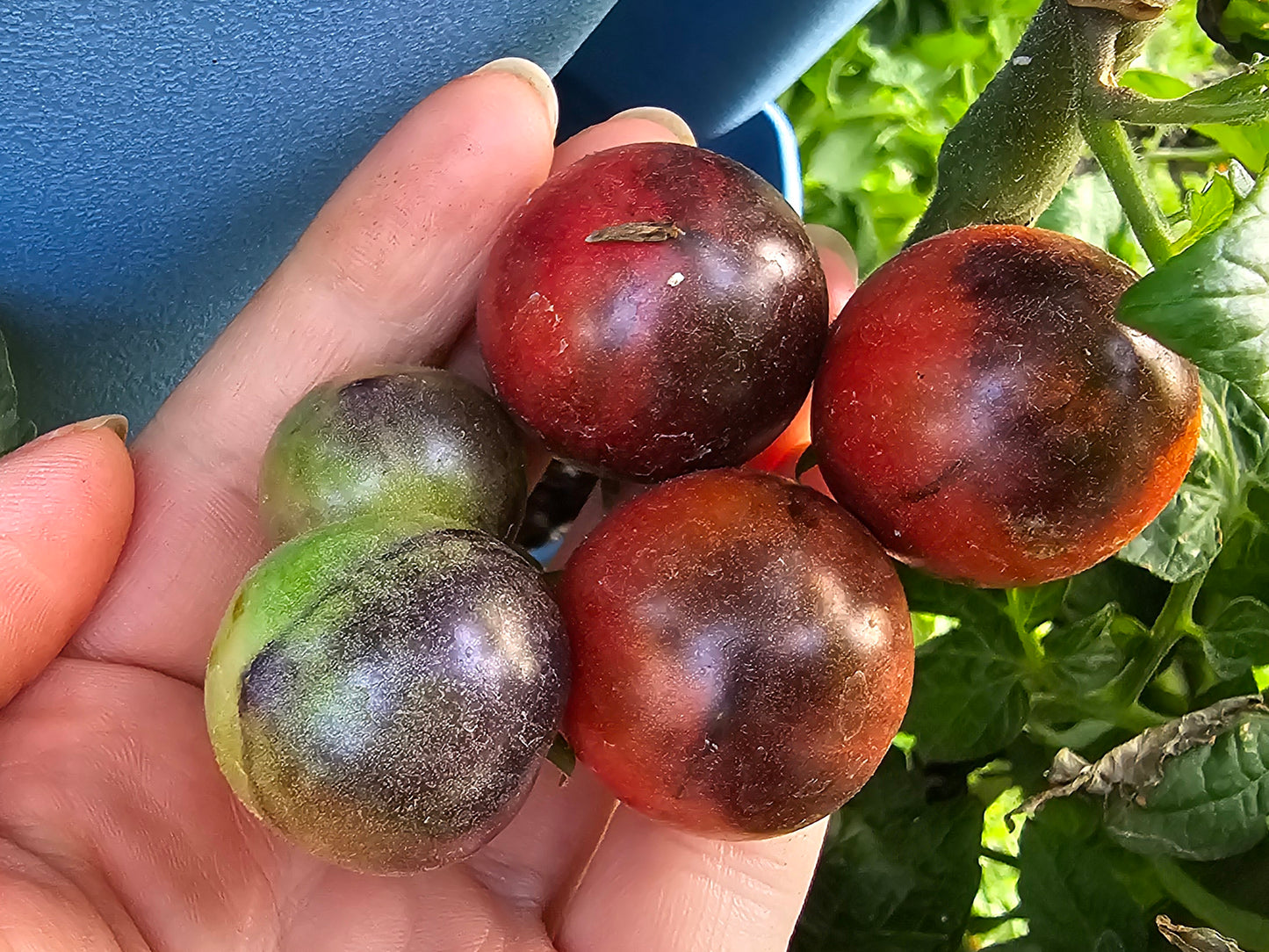 Dwarf Mocha Cherry Tomato Seeds