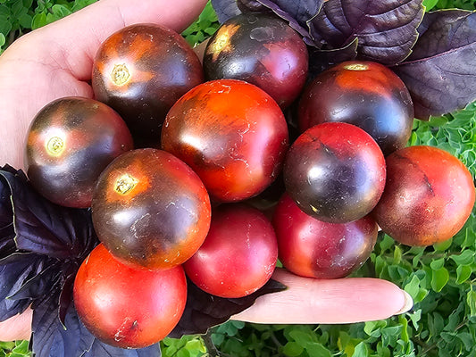 Dwarf Mocha Cherry Tomato Seeds