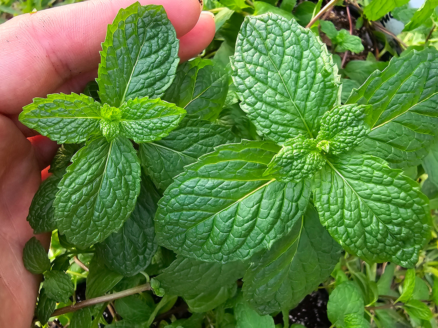 Mojito Mint LIVE Starter Plant