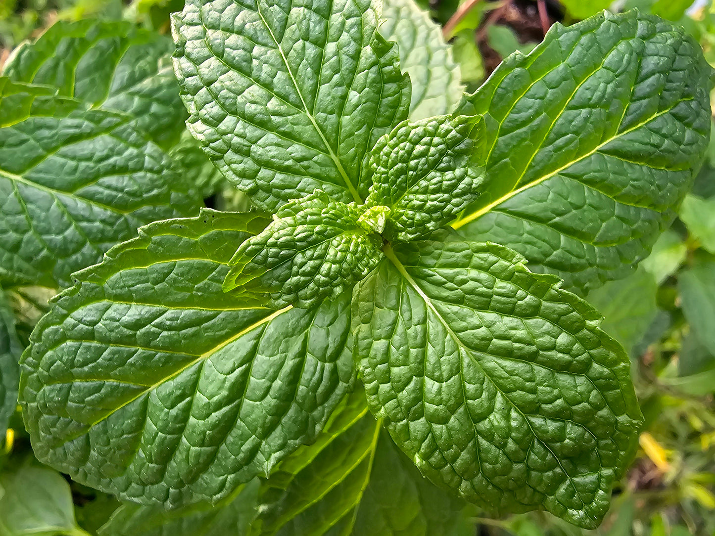 Mojito Mint LIVE Starter Plant