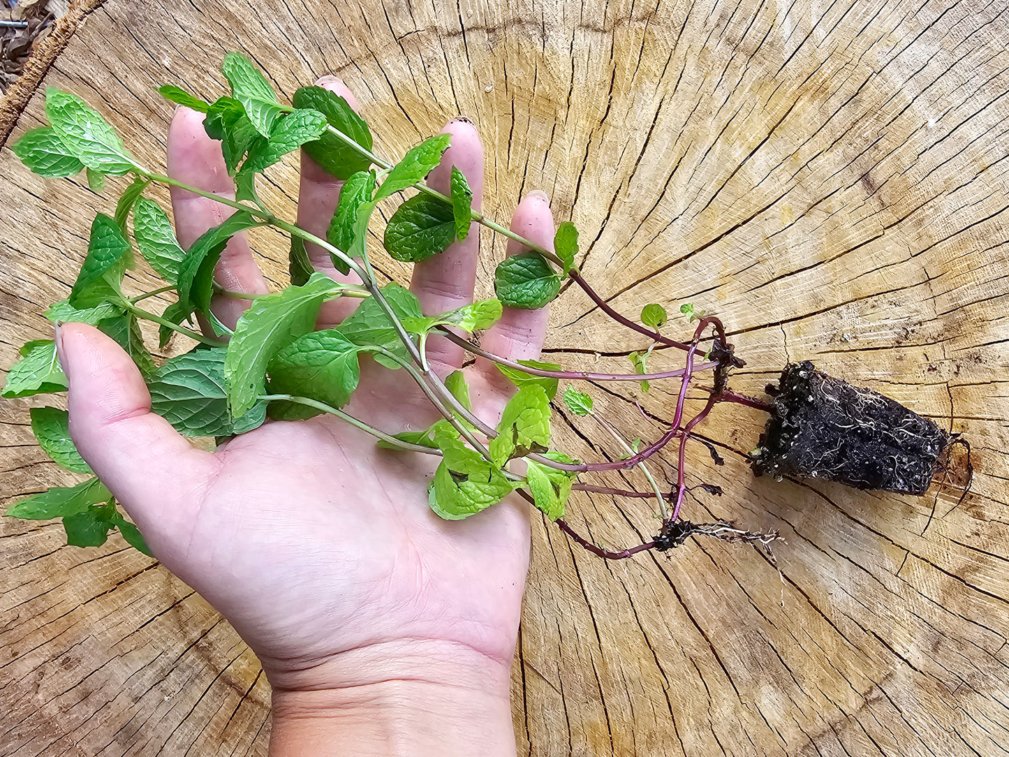 Mojito Mint LIVE Starter Plant