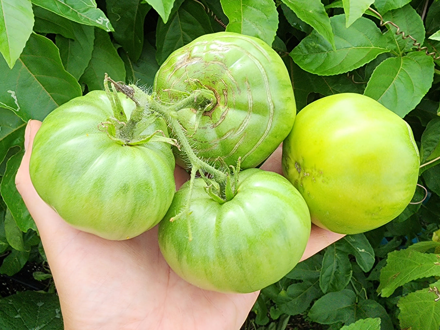 Moldovan Green Tomato Seeds