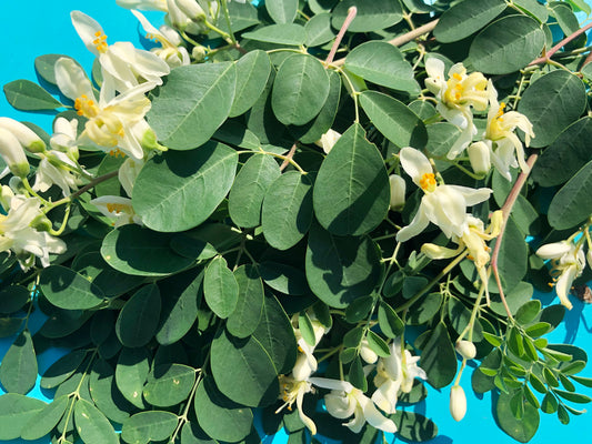 Moringa Oleifera LIVE Starter Plant