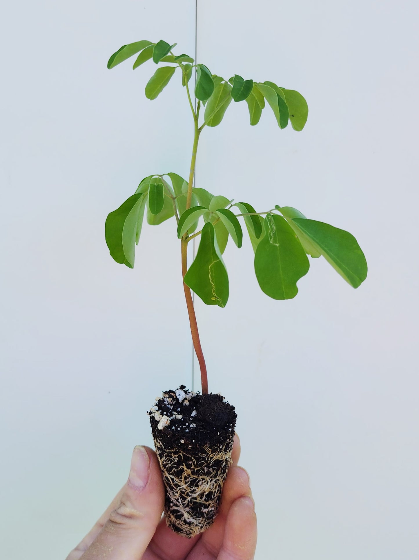 Moringa Oleifera LIVE Starter Plant