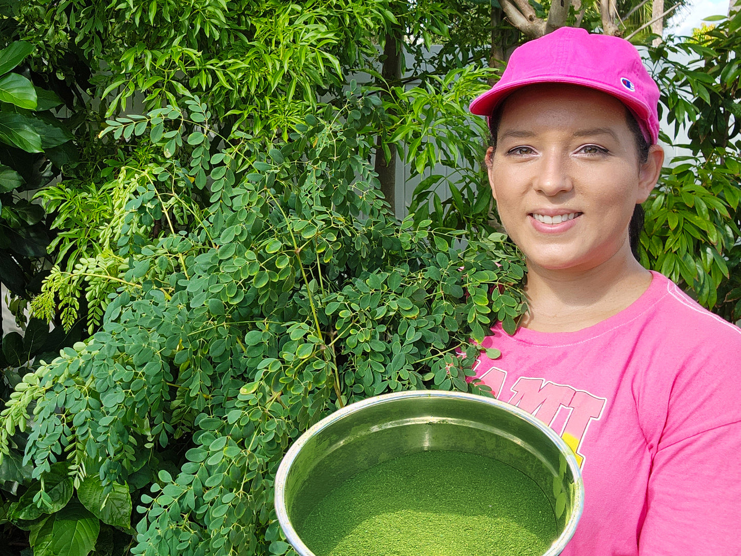 Moringa Oleifera LIVE Starter Plant