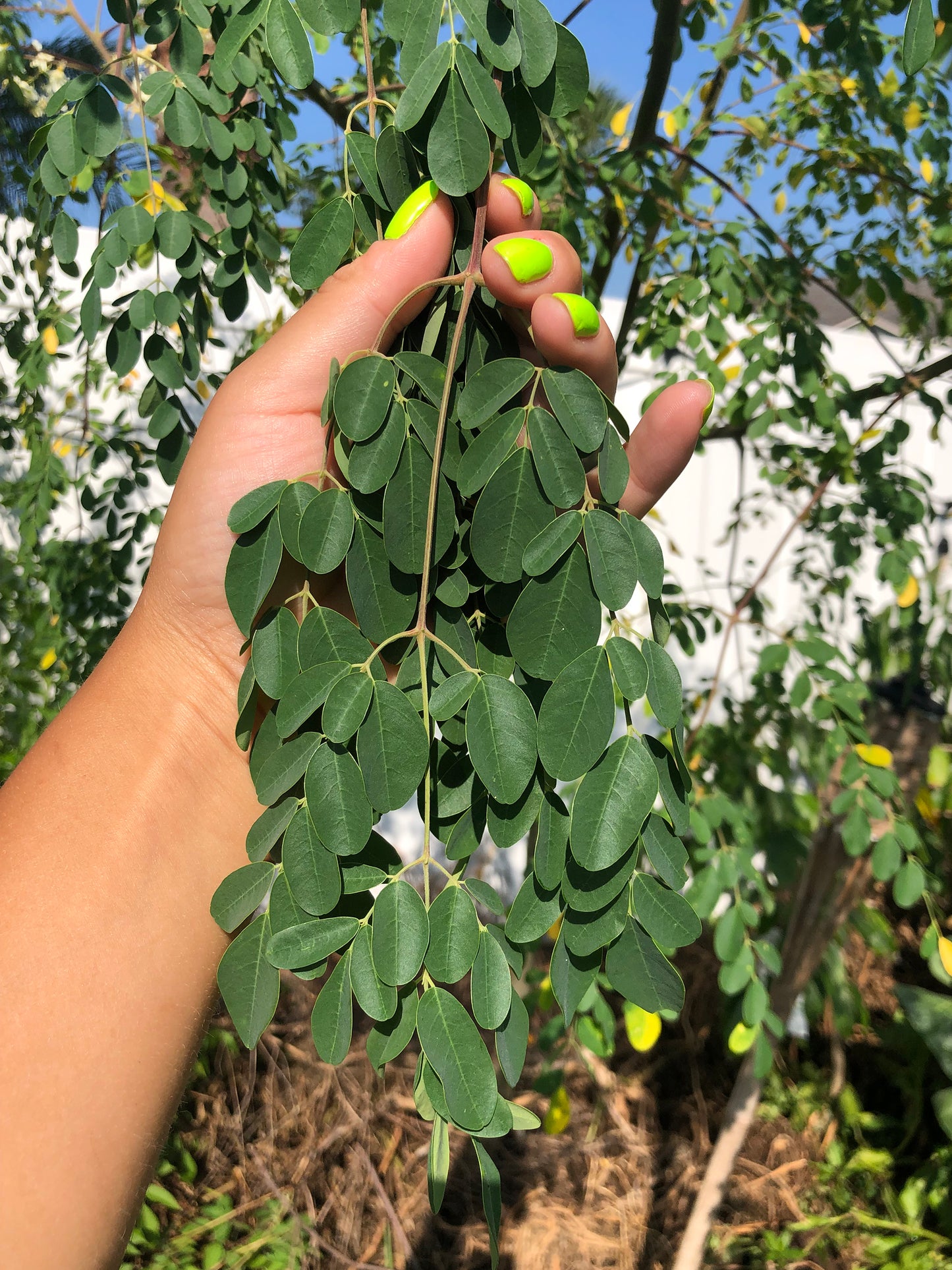 Moringa Oleifera LIVE Starter Plant