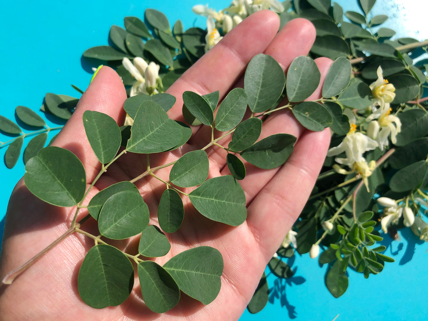 Moringa Oleifera LIVE Starter Plant