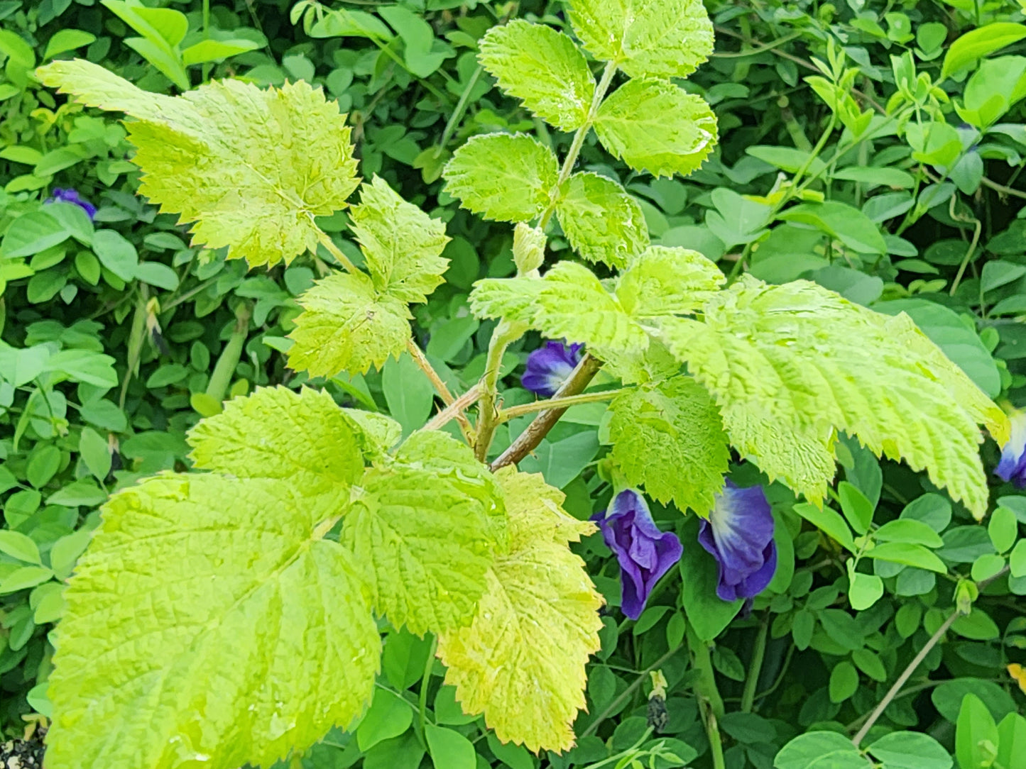 Mysore Raspberry LIVE Starter Plant/Tree