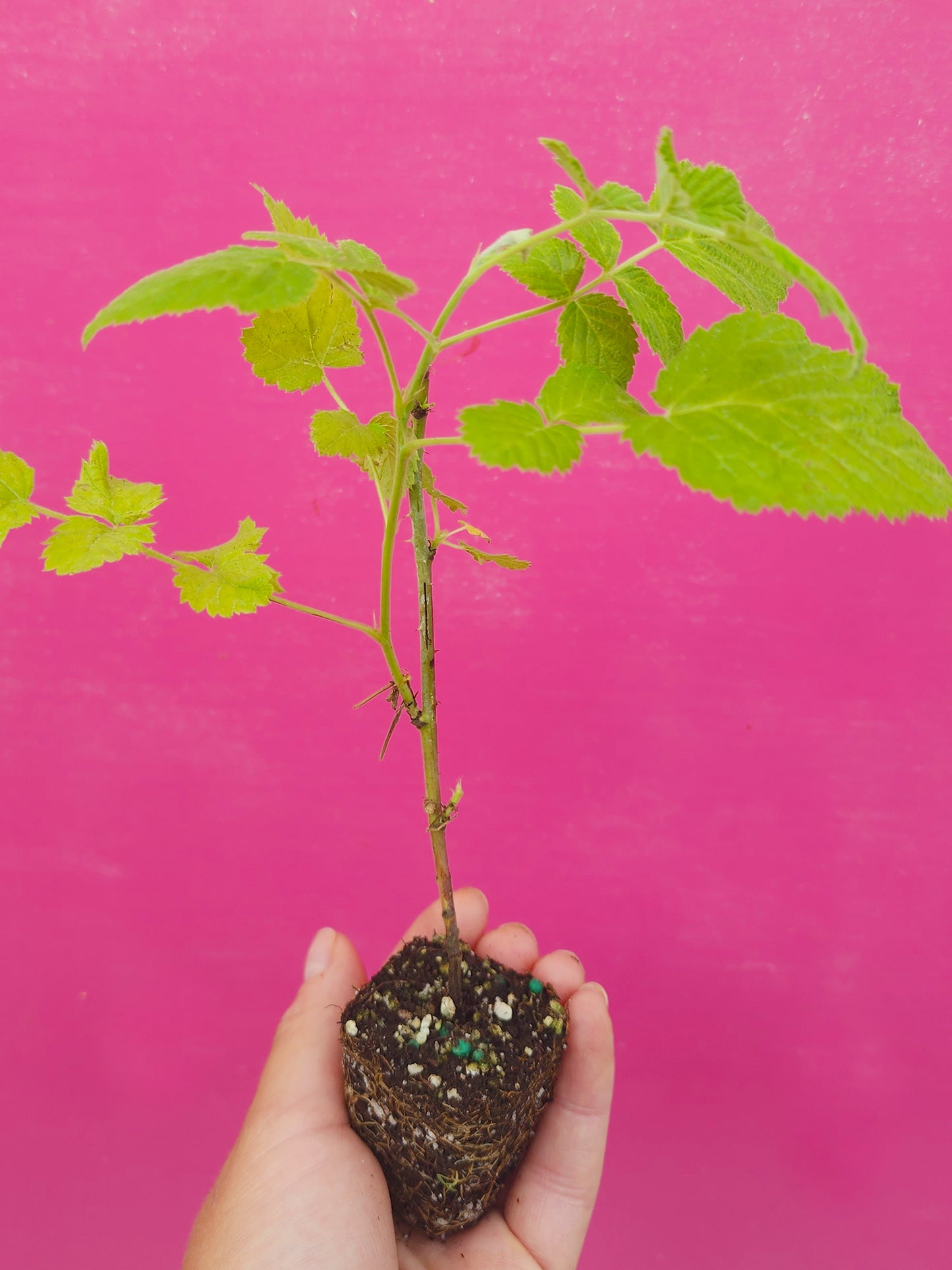 Mysore Raspberry LIVE Starter Plant/Tree