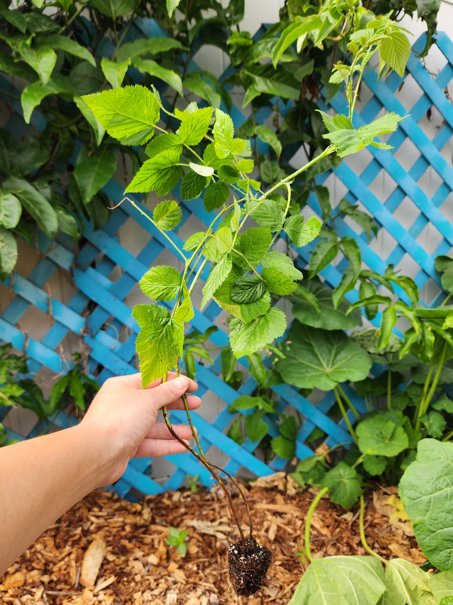 LARGE Mysore Raspberry LIVE Starter Plant/Tree