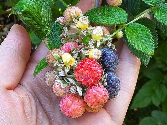 LARGE Mysore Raspberry LIVE Starter Plant/Tree