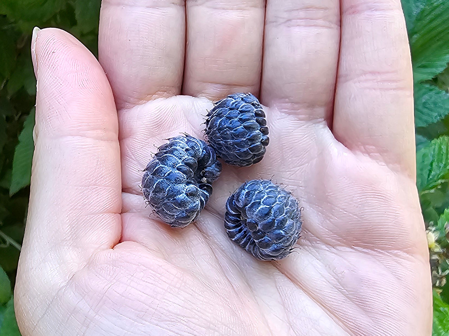 Mysore Raspberry LIVE Starter Plant/Tree