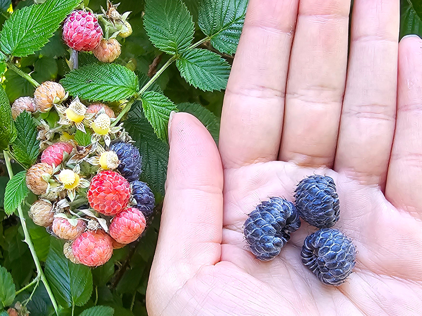 LARGE Mysore Raspberry LIVE Starter Plant/Tree